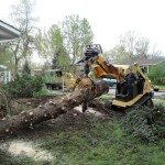 Emergency Tree Service & Removal in Boulder County