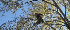 Tree Trimming