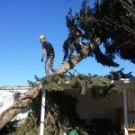 Dustin Brown and Raymond Rockett removing a blown down Austrian Pine
