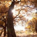 Trimming your Cottonwood will promote healthy growth and vitality