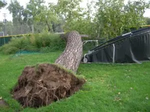 Boulder, Colorado Emergency Tree Service
