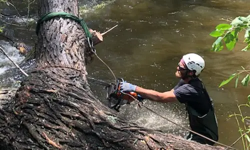 Emergency Tree Service in Boulder, Colorado