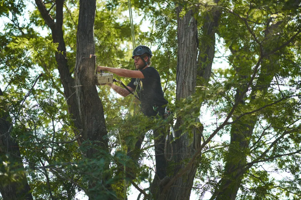 Tree Trimming Services in Broomfield, Colorado