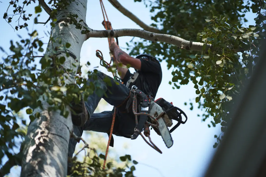 Louisville, Colorado Tree Trimming Team