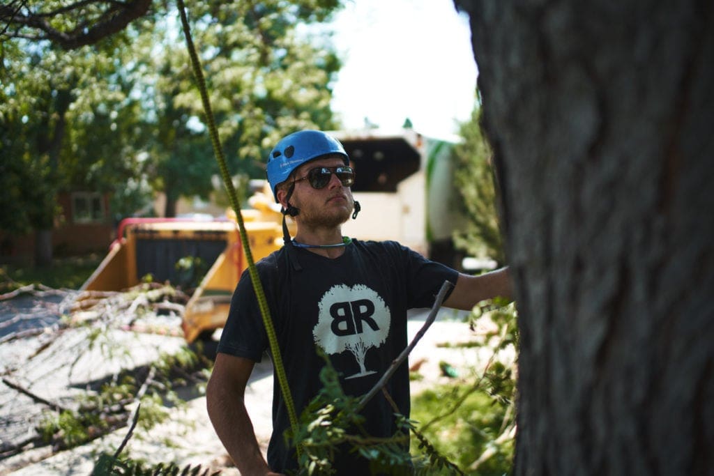 Tree Service - Boulder & Longmont, CO