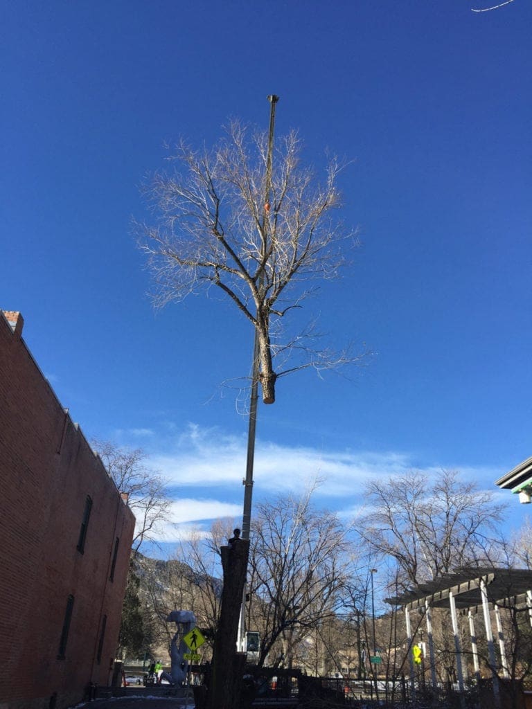 Broomfield, Colorado Tree Removal Company