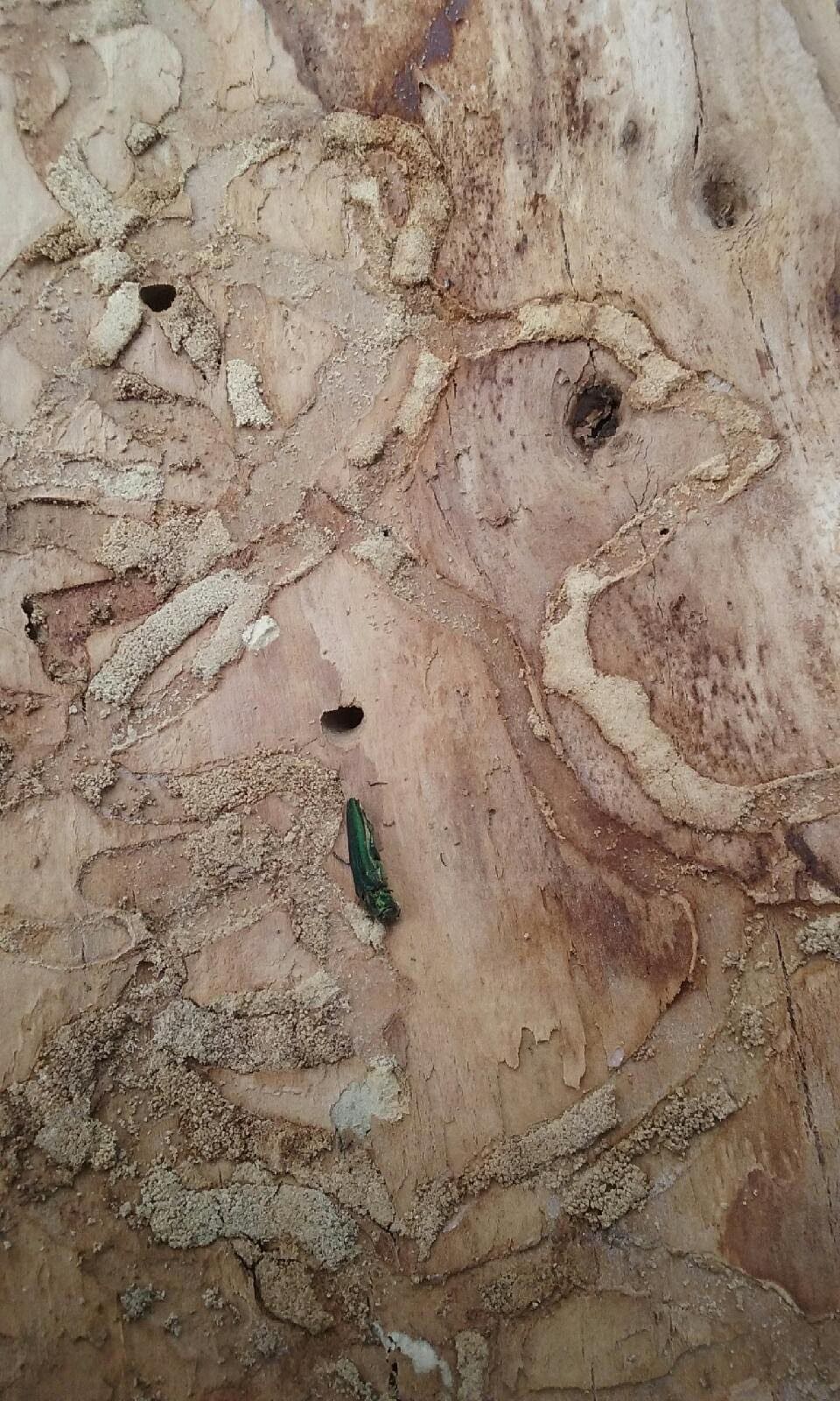 Emerald Ash Borer Boulder, CO