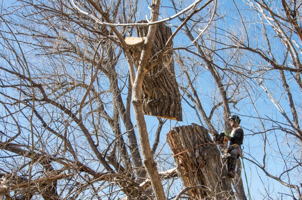 Tree Removal Services in Boulder, Colorado