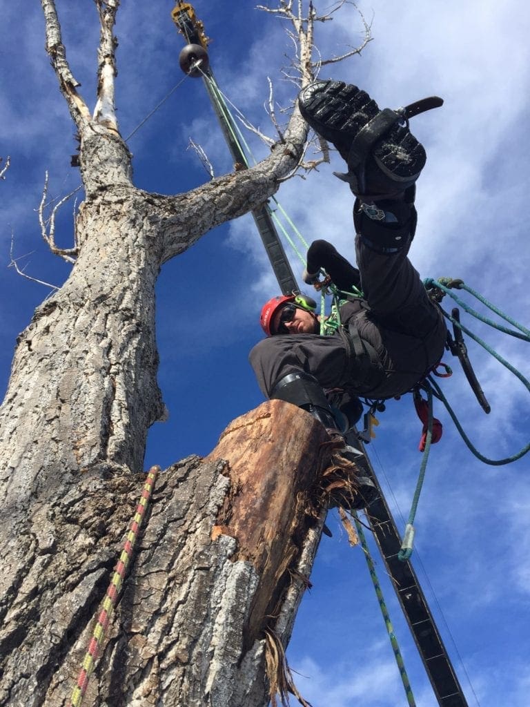 Boulder, Colorado Tree Removal Team