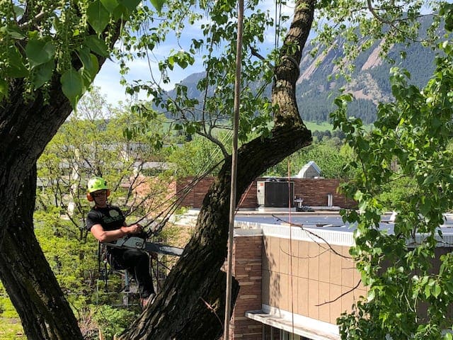 Boulder, Colorado Tree Trimming Team