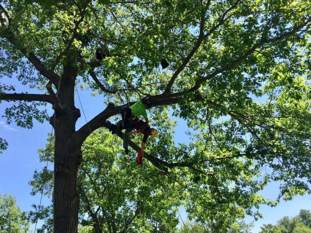 Tree climbing competition
