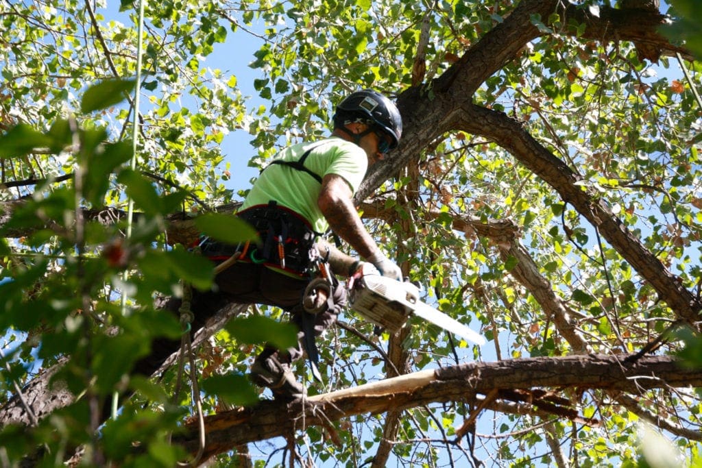 Boulder, Colorado Tree Trimming Services