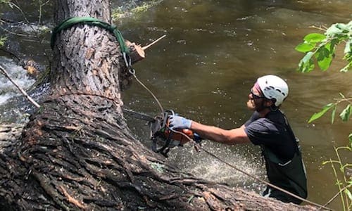 Emergency Tree Service in Boulder, Colorado