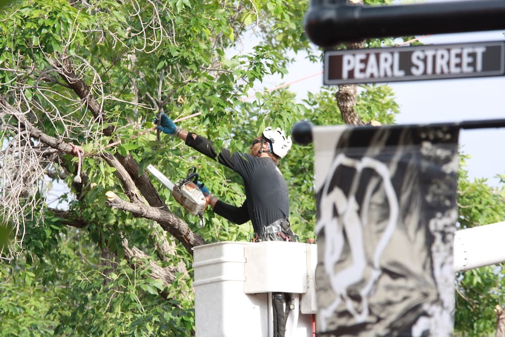 Experienced Boulder Arborist in Boulder County, Colorado