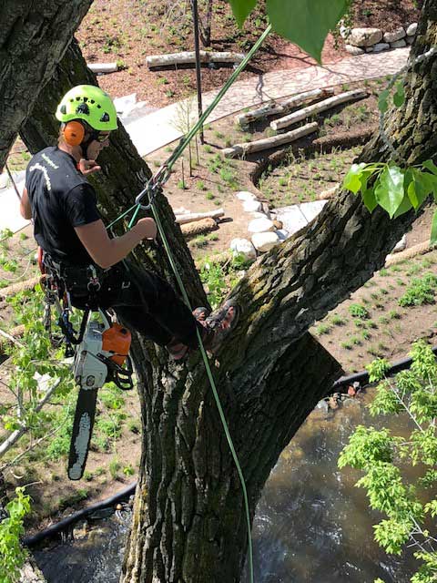 Tree Pruning Team in Boulder, CO