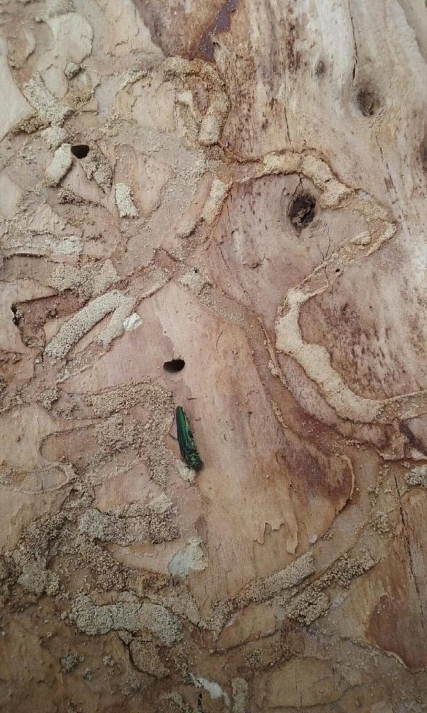 Emerald Ash Borer Treatment in Erie, Colorado