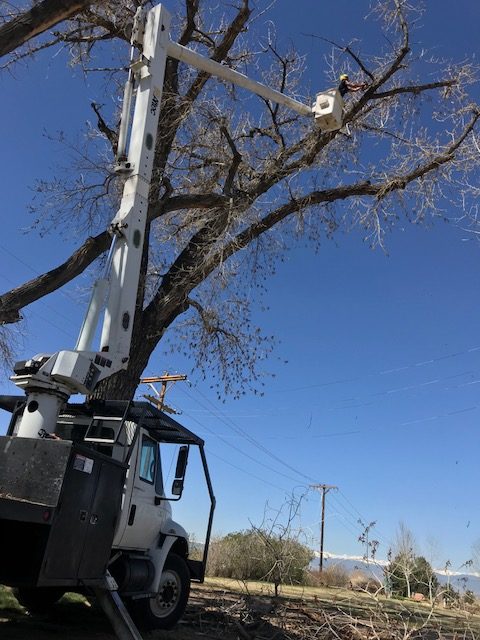 Broomfield, Colorado Tree Removal Services