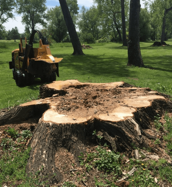 Erie, Colorado Stump Removal Services