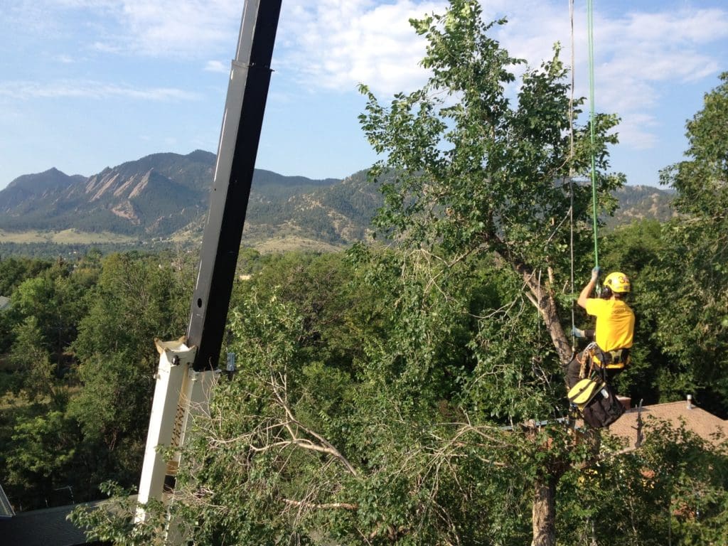 Louisville, Colorado Tree Removal Services