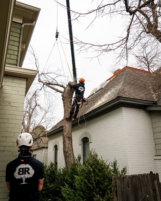 Longmont, Colorado Arborist