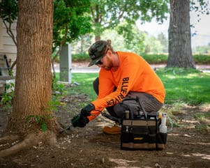 Boulder, CO Emerald Ash Borer