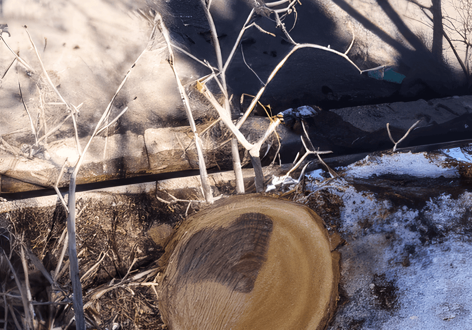 Blue River Tree and Forestry Tree heart