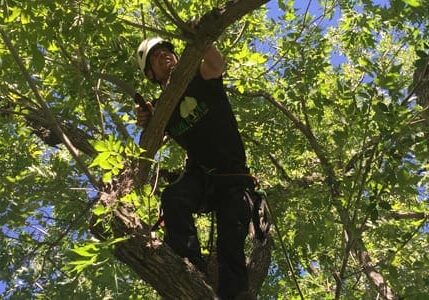 Tree Cutting Service Mckinney